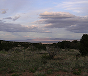 Desert grasses and trees at sunset, with mountains in the background.